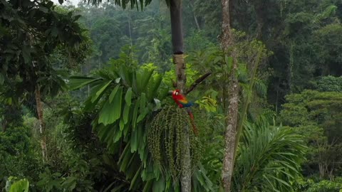 Breathtaking Colorful Birds of the Rainforest2 Part.IIKaQD