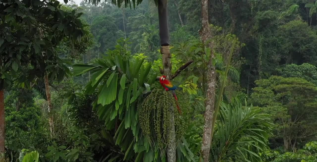 Breathtaking Colorful Birds of the Rainforest2 Part.IIKaQD