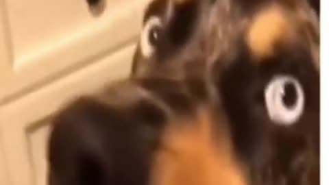 SUPER FUNNY dog talking digital influencer #shorts