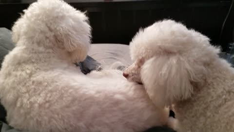 Watch This Beautiful Puppy Licking His Brother On Bed - Joyful Morning!