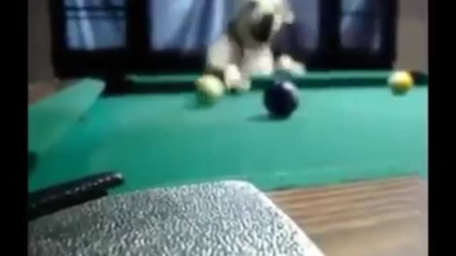 This professional dog in billiards