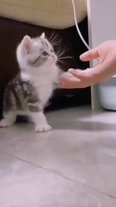 ute cat and funny cat shorts❤#shorts #cat #cutecat #funnycats #viral