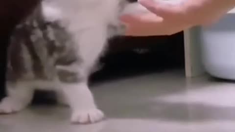 ute cat and funny cat shorts❤#shorts #cat #cutecat #funnycats #viral