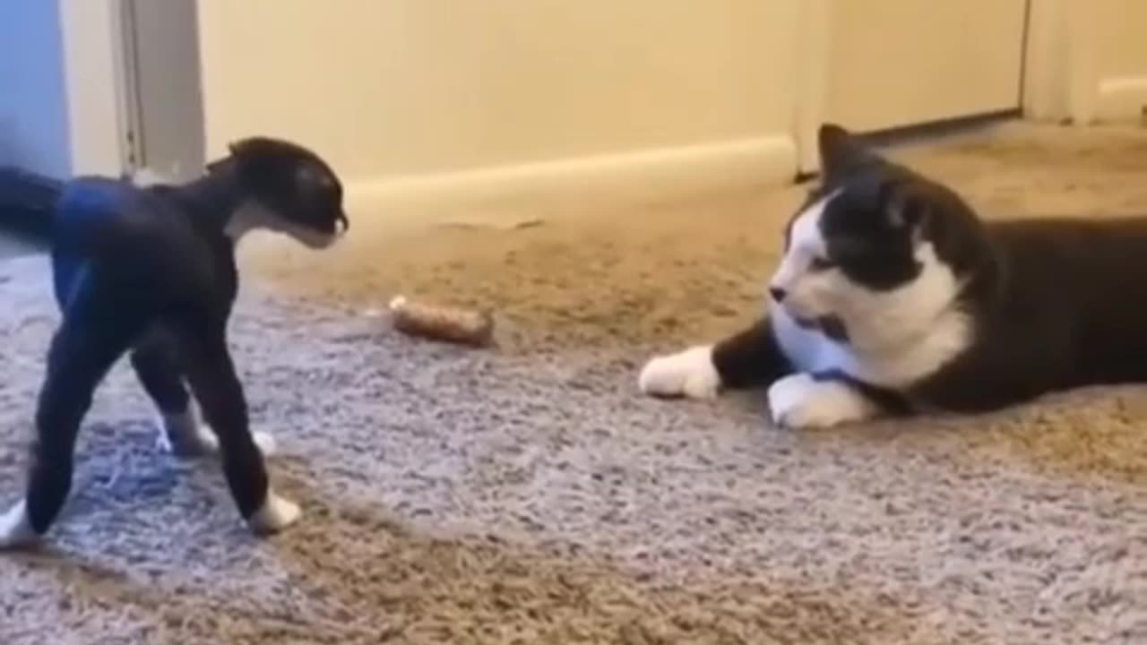 Cats funny video