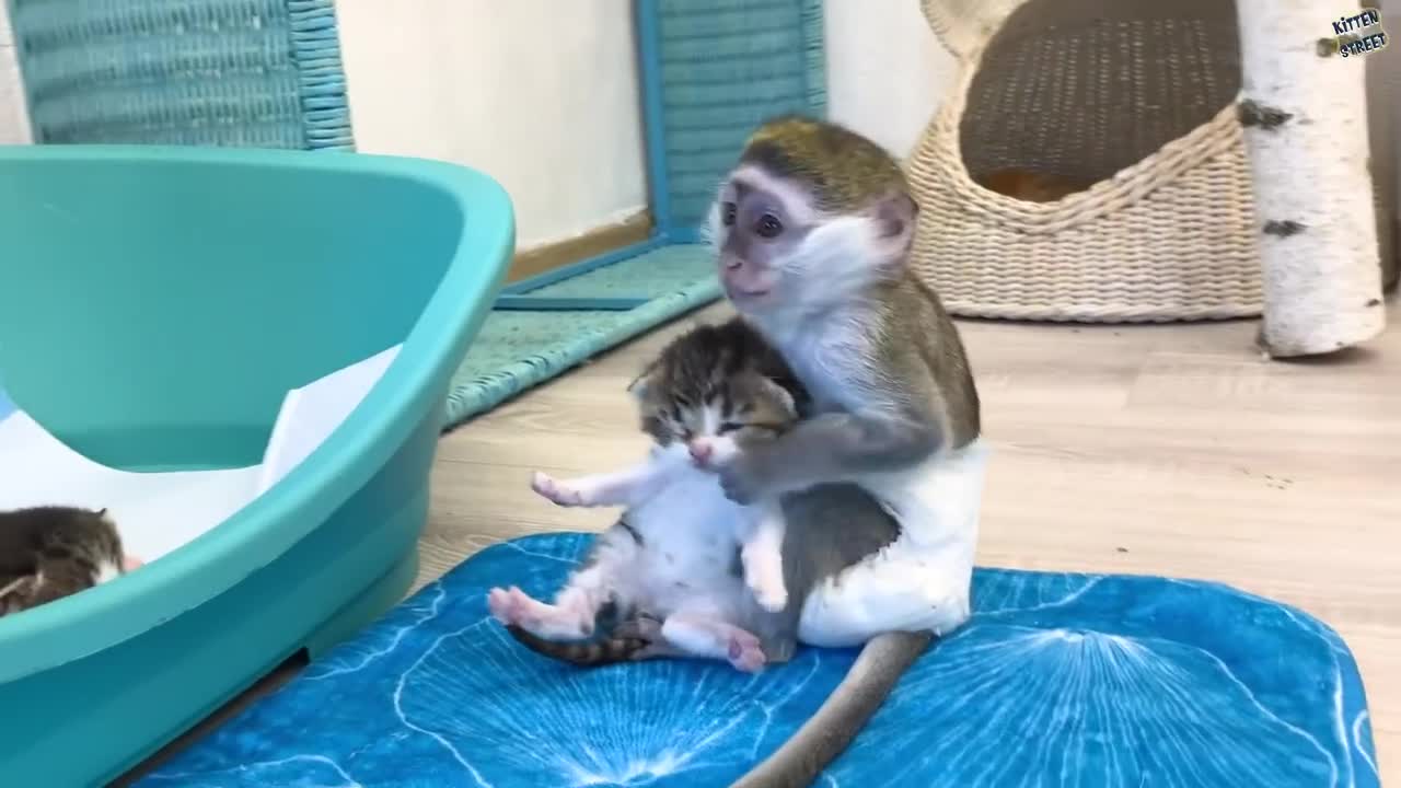 "Mom it is my kitten!" - baby monkey Susie is worried and does not give kitten