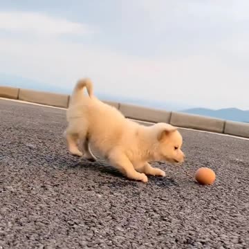 Puppies are born cute❤