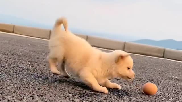 Puppies are born cute❤
