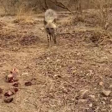 Actualización en el zoológico de Bukina Faso, el Zoo del Horror