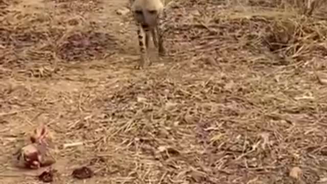 Actualización en el zoológico de Bukina Faso, el Zoo del Horror