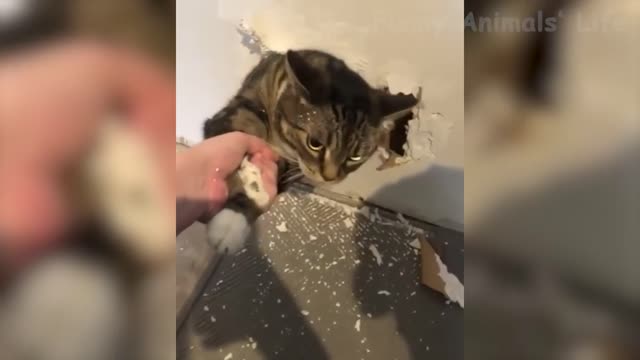 Funny!!! animals must watch