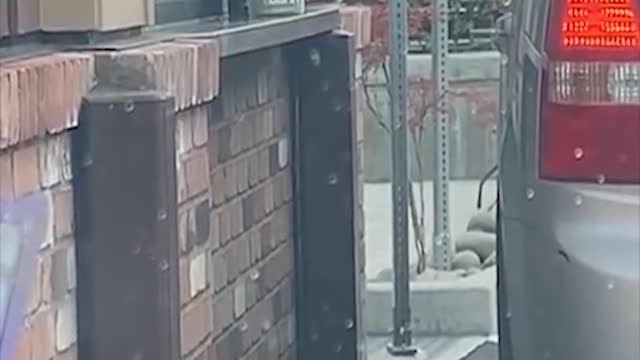 dog ordering food