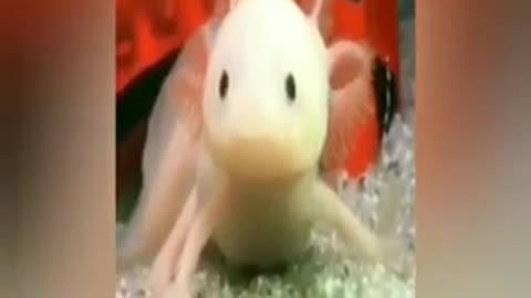 watch this video ,FUNNY ANIMAL VIDEO SO FUUNY