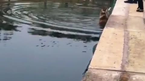 Dog fell into the water when two couple take selfies so funny