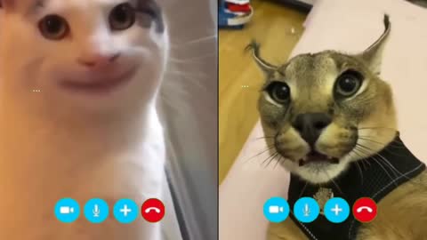 Cats talking on video call