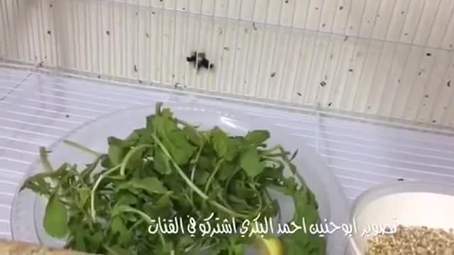 اجمل أصوات العصافير الحب البادجي