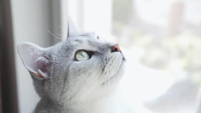 I still like to sit on the windowsill and look at the beautiful world outside.