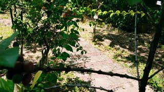Coffee Plant Species | Arabica Coffee: The World's Most Popular Coffee Bean