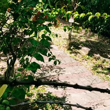 Coffee Plant Species | Arabica Coffee: The World's Most Popular Coffee Bean