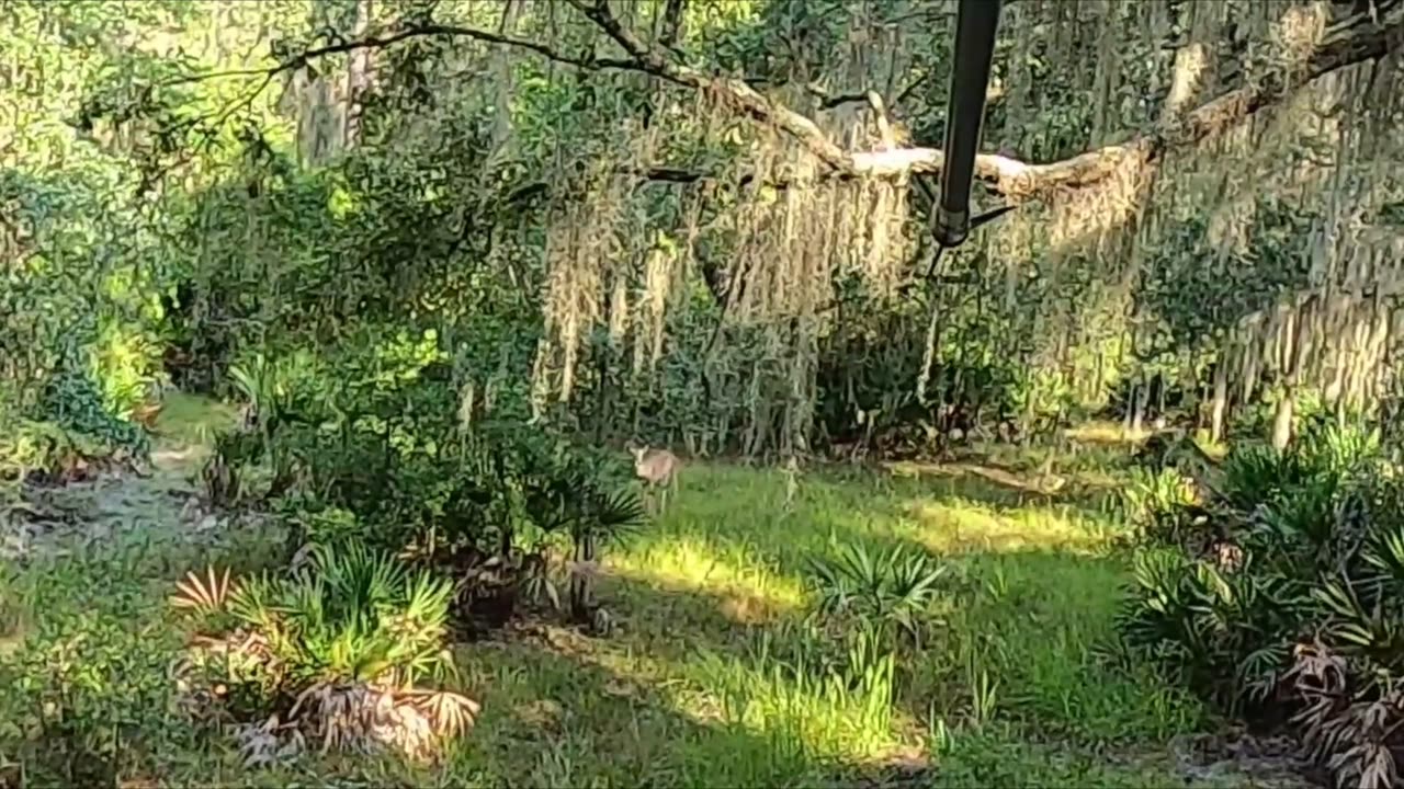 deer encounter, first archery sit, short video