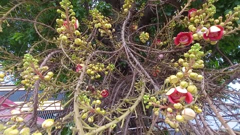 Traditional Restaurant Cambodia