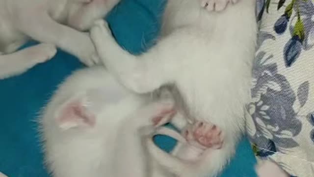 Cats😍😍😍😍