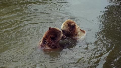 Slow-Motion Brown Bears Bathing In Water to Refreshed