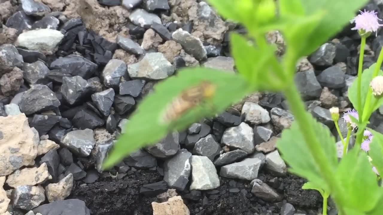 The young bee is stewing on the leaves