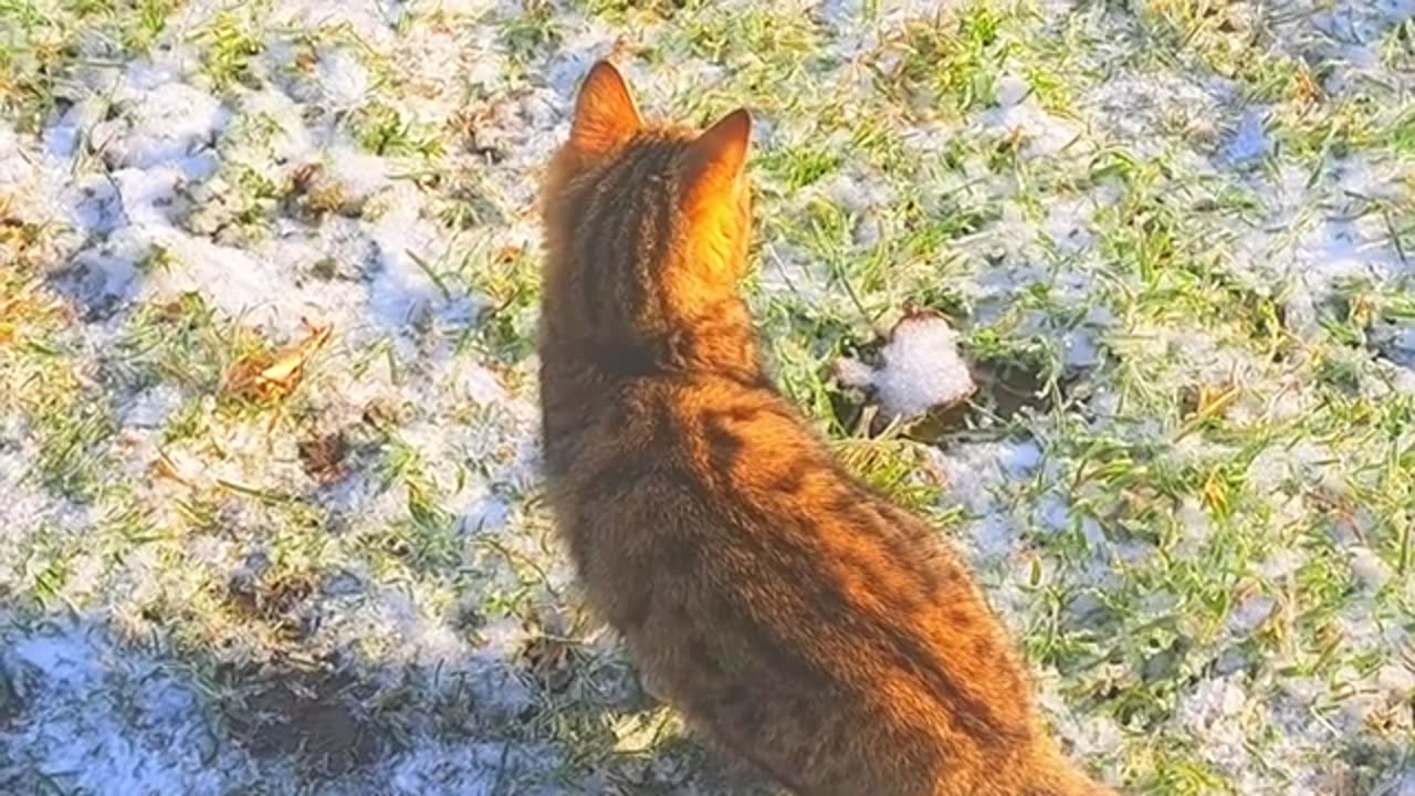 A kitten is looking for something in the yard in snowy weather