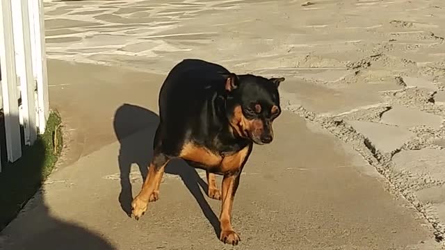 So sweet puppy