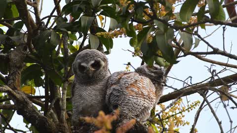 Mottled Wood Owl chicks