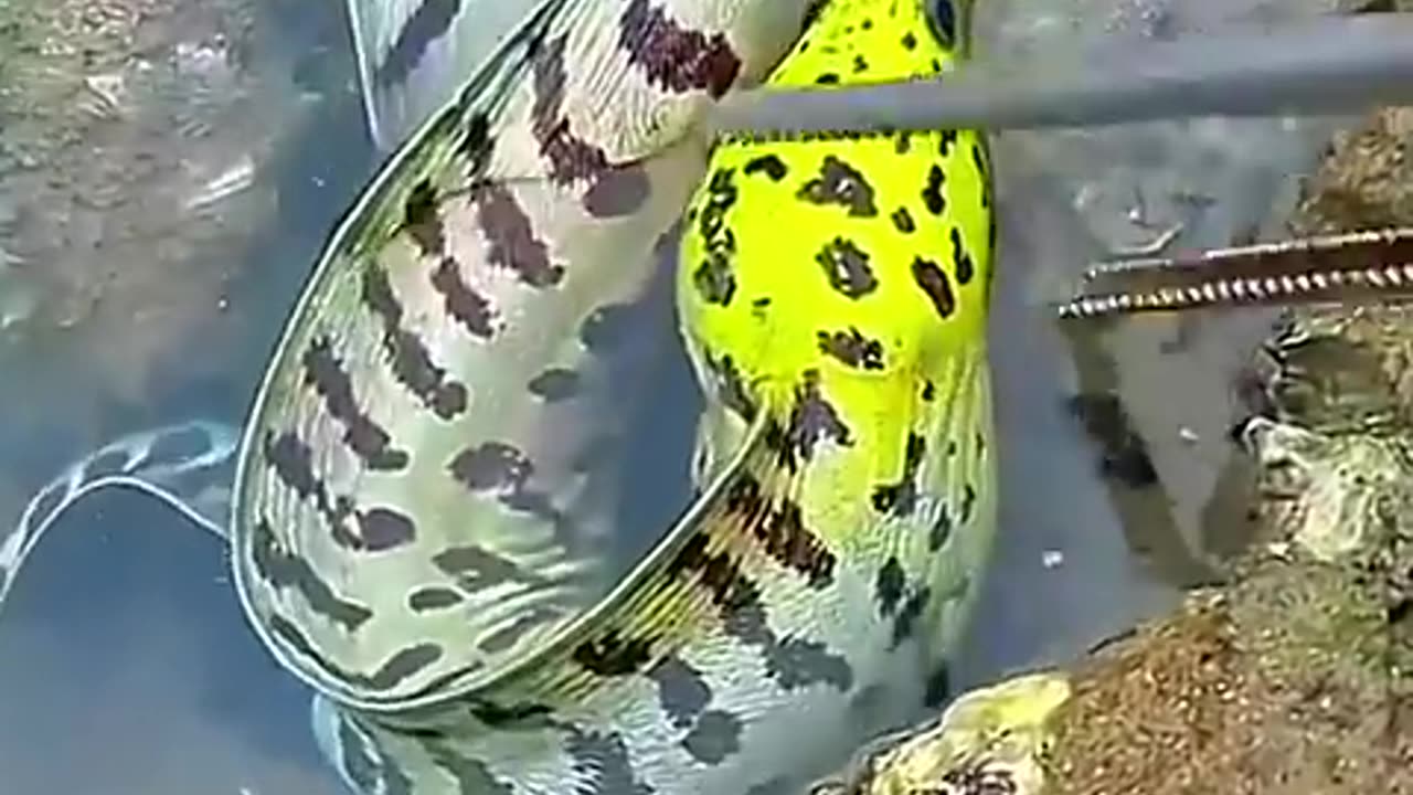 Giant Moray eel