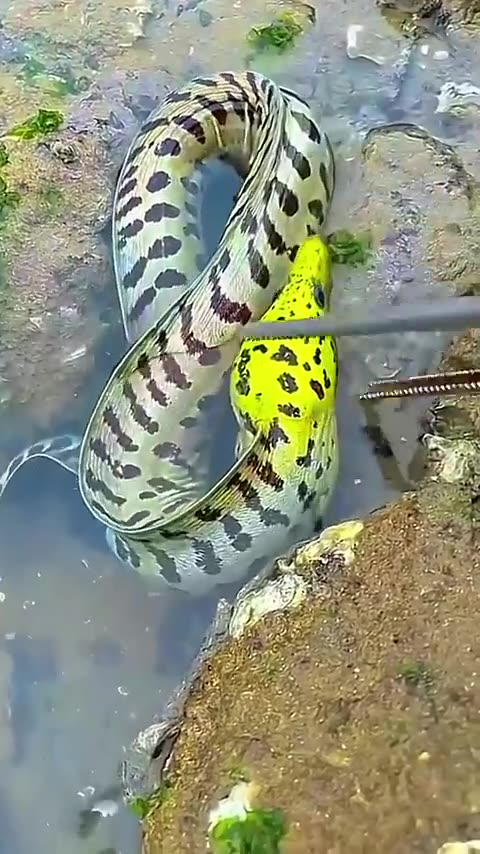 Giant Moray eel