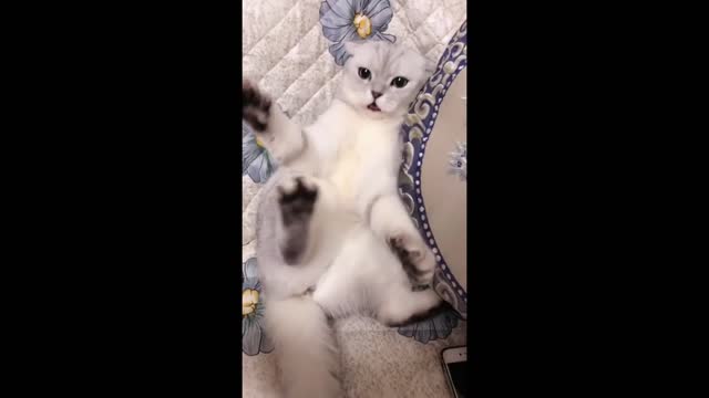 A playful cat