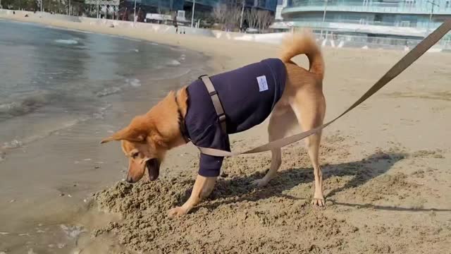 a beach walk, sand play, digging