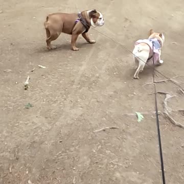 Bulldogs in slow motion