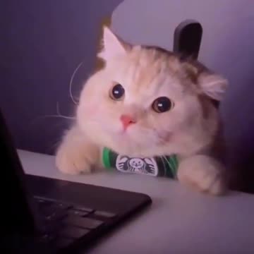 my cat has separation anxiety from laptop 🥺💔 WAIT TIL THE END