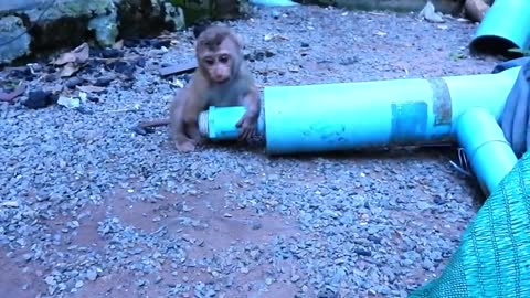 Amazing Dog !!! Dog Sweetpea Try To Help Cutie MARIMA,Stuck In Tube, Poor Baby,Cry & Cry Loudly !