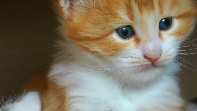 A cute kitten :)