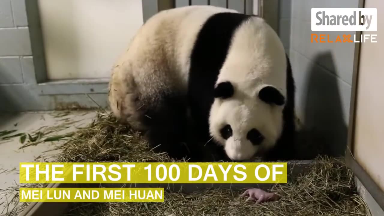 FUN170317 The first 100 Days of Mei Lun and Mei Huan TC