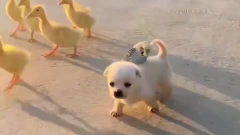 This is a big dog among ducks