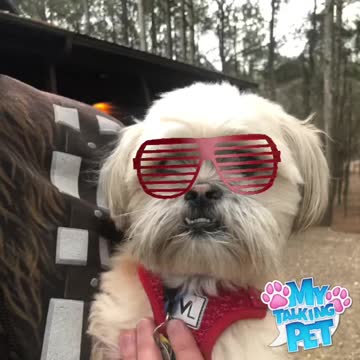 Yoda the Dog on Spring Break!