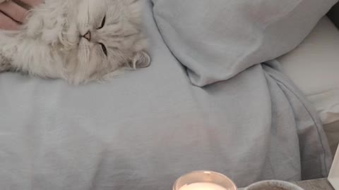 |CUTE BABY CAT|