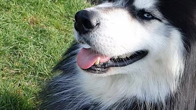 Husky boy
