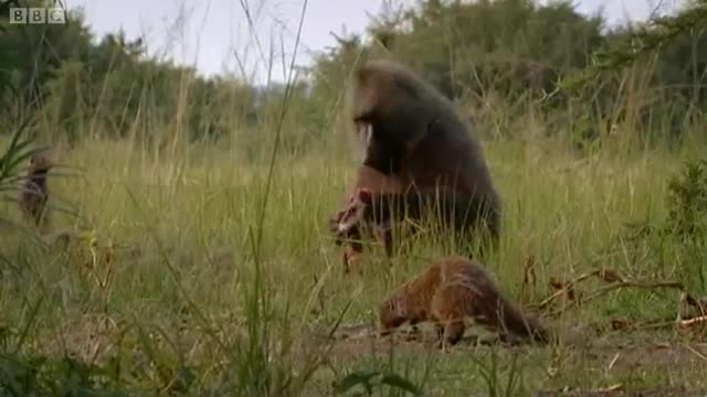 Stealing the Baboon's Catch | Banded brothers (The Mongoose Mob) | BBC Earth