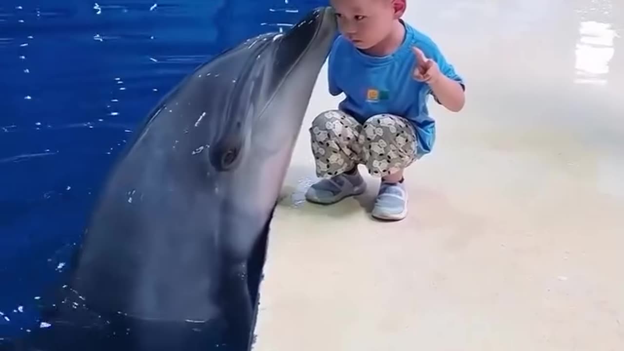 dolphin dance