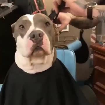 Reminder that pit bulls are babies that deserve love and kindness