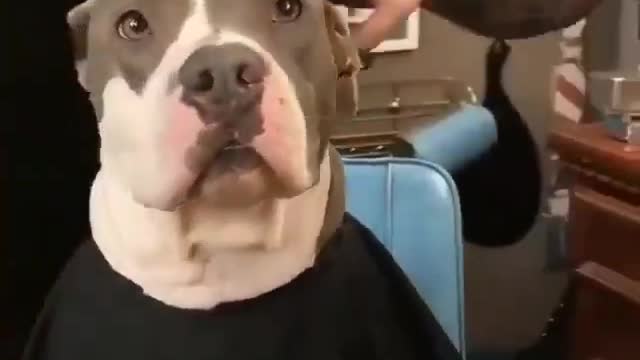Reminder that pit bulls are babies that deserve love and kindness
