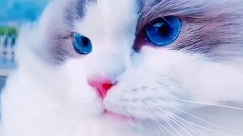 I have never seen such a beautiful cat. It is beautiful