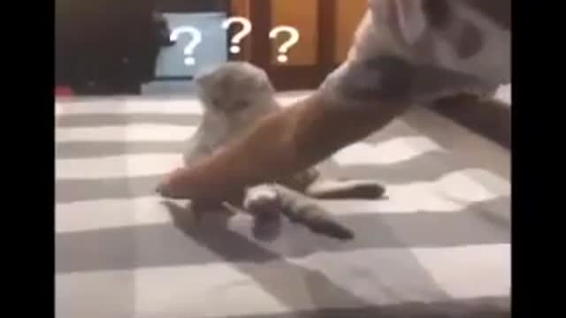 vidéo numéro 1