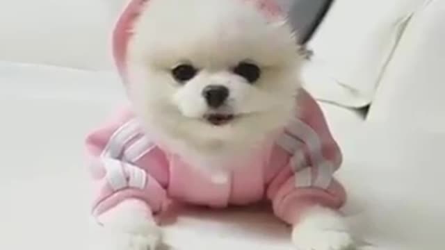 Best short funny pet videos